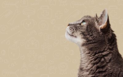 When Is the Best Time to Sell My Veterinary Clinic in the UAE?